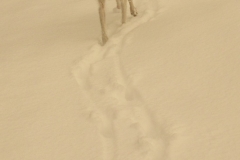 2013_03_11_17