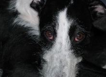 pixi