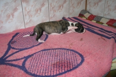 chico_07