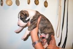 chico_10