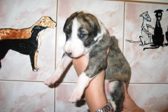 chico_11