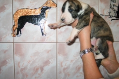 chico_12