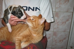 chico_14