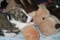 chico_18