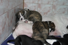 chico_19