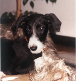 galgo_01