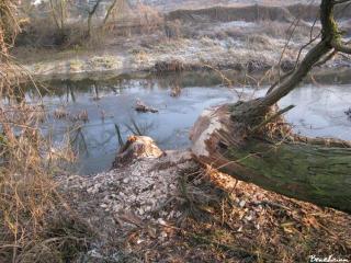 2009_01_01_06