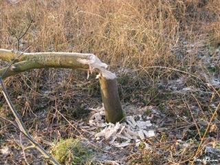 2009_01_01_08