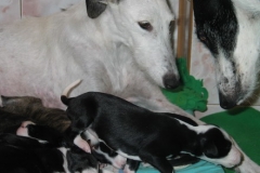 puppies_14_02
