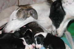 puppies_14_03