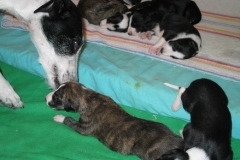 puppies_14_06