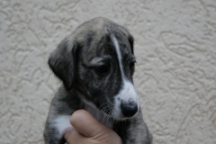bas