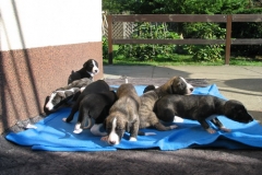 puppies_3tyg_01