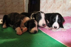 puppies_3tyg_05