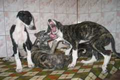 2006_zabawa_10
