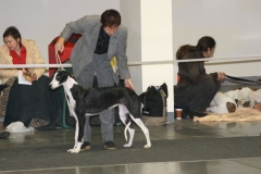cacib_poznan_2005_02
