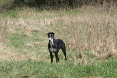 boy_41