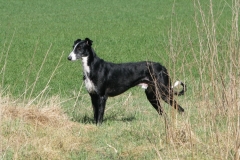 boy_43