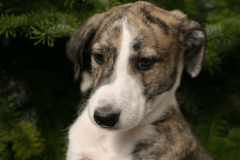 chico_01