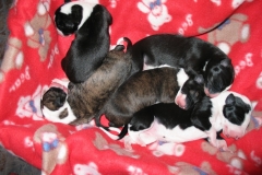 chico_02