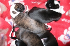 chico_03