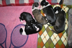chico_04