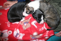 chico_06
