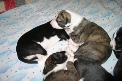chico_08