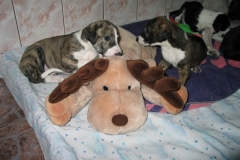 chico_17