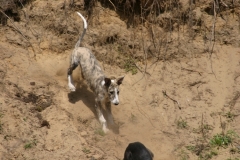 chico_26