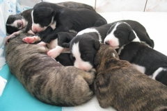 puppies_14_01
