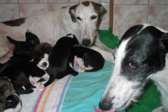 puppies_14_04