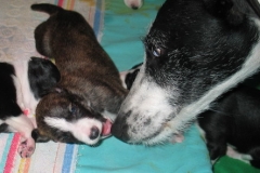 puppies_14_07